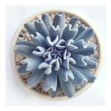Serada Decor Plant Echeveria Runyonii Topsy Turvy Sukulent Bitki