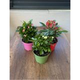 Serada Decor Plant Euphorbia Milii - 3'lü Dikenler Tacı Set
