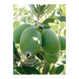 serada decor & plant Feijoa Kaymak Ağacı Fidanı, 50-80 cm, Saksılı, Bahçe Bitkisi
