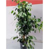Serada Decor Plant Ficus Benjamin Yeşil Yapraklı Canlı Ev ve Ofis Bitkisi