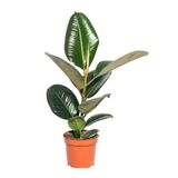Serada Decor & Plant Ficus Elastica Robusta Yeşil Yaprak Kauçuk Ev Ofis Bitkisi, 20-45 cm