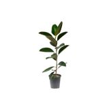 serada decor & plant Ficus Elastika Kauçuk Bitkisi, 100 cm, Tek Kök, Gri Saksı