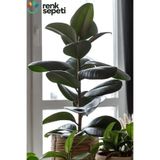 serada decor & plant Ficus Elestica Robusta - Tekli Kauçuk - Salon Ve Ofis Bitkisi 80- 100 Cm
