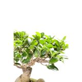 Serada Decor & Plant Ficus Ginseng Bonsai, 20-30 cm, Saksı Bitkisi