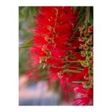 serada decor & plant Fırça Çalısı Çiçeği Fidanı, 40-60 cm, Saksılı, Callistemon Laevis, Kırmızı