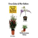 serada decor & plant Fırça Çalısı Fidanı+Mor Salkım Ağacı Fidanı Tül Kuşkonmaz Hediyeli Peyzaj Seti