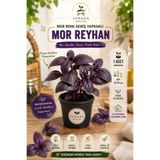 serada decor & plant Formlu 1 Adet Geniş Yapraklı Mor Reyhan Fidesi (5-10 Cm) (Tohum Değildir Fidedir)
