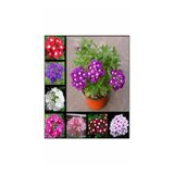 serada decor & plant Formlu 10'lu Karışık Yer Minesi Fidanı 5-15cm Tüplü Çiçekli Bodur Bitkiler Verbana
