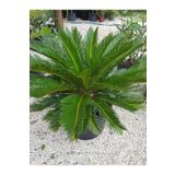 serada decor plant Formlu Cycas Revoluta - Sikas Japon Sago Palmiyesi 70-100cm Canlı İç Dış Mekan Bitkisi