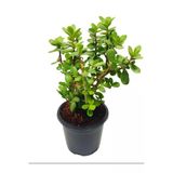 Serada Decor & Plant Formlu Yenilebilir Yeşim Para Bitkisi, İç Mekan Ofis Çiçeği, 20-30 cm, 1 Adet