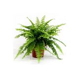 Serada Decor & Plant Fujer Aşk Merdiveni Nephrolepsis Exaltata, Canlı İç Mekan Bitkisi