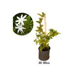 Serada Decor & Plant Ful Yasemin Çiçeği, Yoğun Kokulu, 30-60cm, Sarmaşık Bitki (Jasminum)