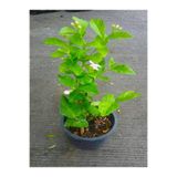 Serada Decor & Plant Ful Yasemin Fidanı, Jasminum Sambac Maid Of Orleans, 40-60 cm, Çok Renkli