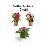 Serada Decor Plant - Fuşya + Pembe + Ebruli Yeni Gine Cam Güzeli Çiçeği 3 Adet Balkon Bitkisi 10 - 15 CM