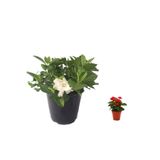 Serada Decor & Plant Gardenya Çiçeği, 20-30cm, Saksılı, Beyaz, Dikenler Tacı Hediyeli