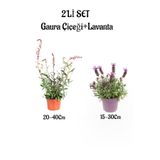 serada decor & plant Gaura Çiçeği 20-40cm + Kokulu Mor Lavanta Fidanı 15-30cm, 2'li Set, Dış Mekan Bitkisi