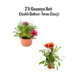 serada decor & plant Gazanya Çiçeği, 2 Adet, Koyu Pembe-Kırmızı Renk, Saksılı, 10-20 cm, Bahçe Balkon Çiçeği