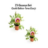 serada decor & plant Gazanya Çiçeği, 2 Adet, Pembe Beyaz Renk, 10-20 cm, Saksılı Balkon Çiçeği