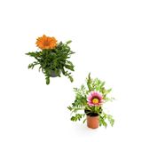 serada decor & plant Gazanya Çiçeği, 2 Adet Saksılı, 10-20 cm, Turuncu-Koyu Pembe, Bahçe Balkon Çiçeği