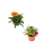 Serada Decor & Plant Gazanya Çiçeği, 2 Adet Saksılı, 10-20 cm, Turuncu-Pembe-Beyaz, Bahçe Balkon Çiçeği