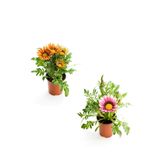 Serada Decor & Plant Gazanya Çiçeği, 2 Adet Saksılı, 10-20 cm, Turuncu Sarı-Pembe Beyaz, Bahçe Balkon Çiçeği