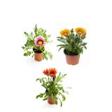 Serada Decor & Plant Gazanya Çiçeği, 3 Adet Saksılı, 10-20 cm, Pembe-Beyaz-Sarı-Kırmızı Renk, Balkon Çiçeği