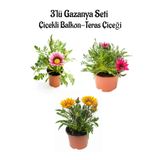 Serada Decor & Plant Gazanya Çiçeği, 3 Adet Saksılı, 10-20 cm, Pembe Beyaz Sarı, Teras Çiçeği