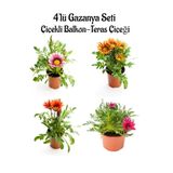 Serada Decor & Plant Gazanya Çiçeği Seti, 4 Adet Saksılı, Pembe Beyaz Turuncu Kırmızı Koyu Pembe, 10-20cm