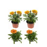 Serada Decor & Plant Gazanya Çiçeği Seti, 4'lü Sarı ve Turuncu Balkon Bitkisi, 10-20cm, Saksılı