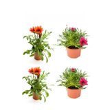 Serada Decor & Plant Gazanya Seti, 4'lü Çiçekli Balkon Bitkisi, Kırmızı ve Koyu Pembe, 10-20cm