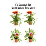 Serada Decor & Plant Gazanya Seti, 4'lü Çiçekli Balkon Bitkisi, Kırmızı ve Pembe Beyaz, 10-20cm