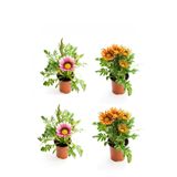 Serada Decor & Plant Gazanya Seti, 4'lü Çiçekli Balkon Bitkisi, Pembe ve Turuncu Sarı, 10-20cm, Saksılı
