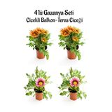 serada decor & plant Gazanya Seti, 4'lü Çiçekli Balkon-Teras Çiçeği, Turuncu Sarı ve Pembe Beyaz, 10-20cm, Saksılı