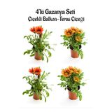 Serada Decor & Plant Gazanya Seti, Kırmızı 2 Adet + Turuncu Sarı 2 Adet, Saksılı 10-20cm Balkon Bitkisi