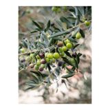 serada decor & plant Gemlik Zeytin Fidesi, 80-110 cm, Saksılı/Tüplü, Olive Sapling