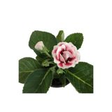 serada decor plant Gloxinia - Bardak Menekşesi (pembe - Beyaz Çiçekli)