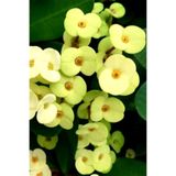 Serada Decor & Plant Gold Euphorbia Dikenler Tacı Mini Boy 12-13cm, Sarı
