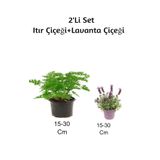 Serada Decor & Plant Gül Damlası (Itır Çiçeği) + Lavanta Çiçeği 2'Li Set Dış Mekan Bitkisi, 15-30 cm, Çok Renkli