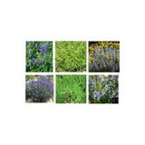 Serada Decor & Plant Güzel Kokulu Bitki Seti 6 Bitki, Lavanta, Kekik, Biberiye, Melissa, Adaçayı, Lavantin