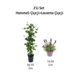 Serada Decor & Plant Hanımeli Çiçeği + Lavanta Çiçeği 2'Li Set Dış Mekan Bitkisi, Çok Renkli