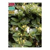 serada decor & plant Hanımeli Fidanı, Lonicera caprifolium, 80-100 cm, Saksıda, Kokulu Sarmaşık