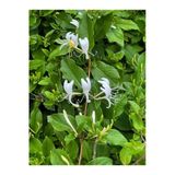 Serada Decor & Plant Hanımeli Kokulu Beyaz Renk, 60-80 cm, 1 Adet Saksılı Dış Mekan Sarmaşık Bitkisi, Lonicera Periclymenum