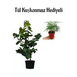 Serada Decor & Plant Harika Kokulu Mor Leylak Fidanı, Tül Kuşkonmaz Hediyeli, Canlı İç Mekan Bitkisi