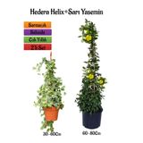 Serada Decor Plant Hedera Helix Duvar Sarmaşığı+Sarı Yasemin Çiçeği Fidanı 2'li Bahçe Seti