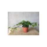 Serada Decor & Plant Hedera Helix Sarmaşığı, 8,5 cm Saksı, Ofis Ev Balkon Bitkisi