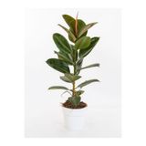 serada decor & plant Hediyelik Mini Boy Kauçuk Çiçeği, Canlı Yapraklı, 20-45cm, Ficus Elastica