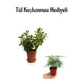 Serada Decor Plant Hediyelik Parlak Yapraklı Şans Para Ağacı Fidanı Tül Kuşkonmaz Hediyeli