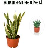 Serada Decor Plant Hediyelik Sarı Alacalı Paşa Kılıcı Bitkisi Sevgililer Gününe Özel Sukulent Hediyeli