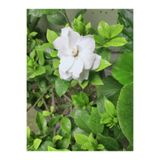 serada decor & plant Hoş Kokulu Gardenya Çiçeği, 25-35 cm, Saksılı İç Mekan Bitki