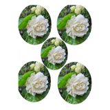 serada decor & plant Hoş Kokulu Katmerli Full Yasemin Çiçeği Fidanı, 35-65 cm, 5 Adet Tüplü Jasminum Sambac, Çok Renkli